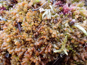  (Sphagnum austinii - EDNA24-0065637)  @11 [ ] CreativeCommons  Attribution Non-Commercial Share-Alike (2025) David Belll Royal Botanic Garden Edinburgh
