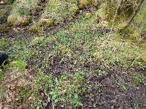  ( - EDNA24-0066462)  @11 [ ] CreativeCommons  Attribution Non-Commercial Share-Alike (2025) David Belll Royal Botanic Garden Edinburgh