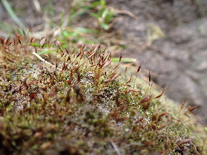  ( - EDNA24-0066475)  @11 [ ] CreativeCommons  Attribution Non-Commercial Share-Alike (2025) David Belll Royal Botanic Garden Edinburgh