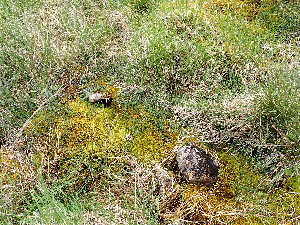  ( - EDNA24-0066537)  @11 [ ] CreativeCommons  Attribution Non-Commercial Share-Alike (2025) David Belll Royal Botanic Garden Edinburgh