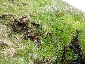  ( - EDNA24-0066542)  @11 [ ] CreativeCommons  Attribution Non-Commercial Share-Alike (2025) David Belll Royal Botanic Garden Edinburgh