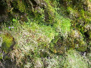  ( - EDNA24-0066539)  @11 [ ] CreativeCommons  Attribution Non-Commercial Share-Alike (2025) David Belll Royal Botanic Garden Edinburgh