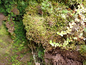  ( - EDNA24-0066545)  @11 [ ] CreativeCommons  Attribution Non-Commercial Share-Alike (2025) David Belll Royal Botanic Garden Edinburgh