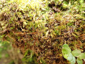  ( - EDNA24-0066545)  @11 [ ] CreativeCommons  Attribution Non-Commercial Share-Alike (2025) David Belll Royal Botanic Garden Edinburgh