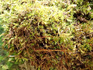  ( - EDNA24-0066545)  @11 [ ] CreativeCommons  Attribution Non-Commercial Share-Alike (2025) David Belll Royal Botanic Garden Edinburgh