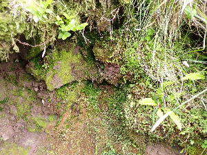  ( - EDNA24-0066545)  @11 [ ] CreativeCommons  Attribution Non-Commercial Share-Alike (2025) David Belll Royal Botanic Garden Edinburgh