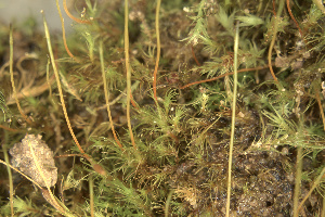  ( - EDNA24-0066545)  @11 [ ] CreativeCommons  Attribution Non-Commercial Share-Alike (2025) David Belll Royal Botanic Garden Edinburgh