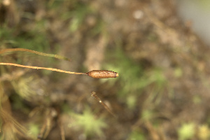  ( - EDNA24-0066545)  @11 [ ] CreativeCommons  Attribution Non-Commercial Share-Alike (2025) David Belll Royal Botanic Garden Edinburgh