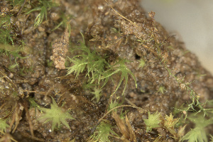  ( - EDNA24-0066545)  @11 [ ] CreativeCommons  Attribution Non-Commercial Share-Alike (2025) David Belll Royal Botanic Garden Edinburgh