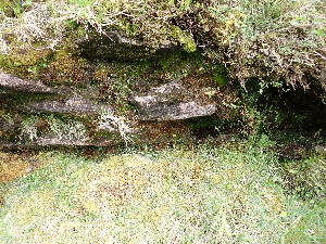  ( - EDNA24-0066543)  @11 [ ] CreativeCommons  Attribution Non-Commercial Share-Alike (2025) David Belll Royal Botanic Garden Edinburgh