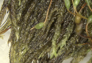  ( - EDNA24-0067850)  @11 [ ] CreativeCommons  Attribution Non-Commercial Share-Alike (2025) David Belll Royal Botanic Garden Edinburgh