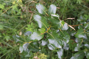  (Salix phylicifolia - EDNA21-0061457)  @11 [ ] CreativeCommons Attribution NonCommercial ShareAlike (2021) Markus Ruhsam Royal Botanic Garden, Edinburgh