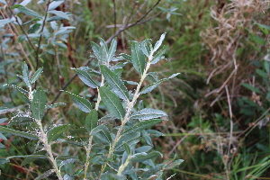  (Salix repens - EDNA21-0061474)  @11 [ ] CreativeCommons Attribution NonCommercial ShareAlike (2021) Markus Ruhsam Royal Botanic Garden, Edinburgh