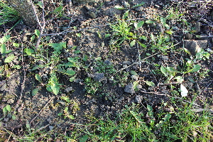  (Cardamine hirsuta - EDNA22-0062383)  @11 [ ] NonCommercial ShareAlike (2023) Markus Ruhsam Royal Botanic Garden Edinburgh