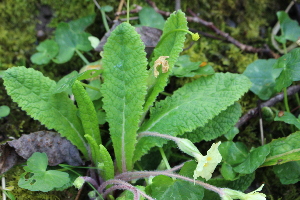  (Primula vulgaris - EDNA22-0062519)  @11 [ ] NonCommercial ShareAlike (2023) Markus Ruhsam Royal Botanic Garden Edinburgh