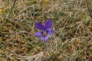  (Viola lutea - EDNA22-0062552)  @11 [ ] NonCommercial ShareAlike (2023) Markus Ruhsam Royal Botanic Garden Edinburgh
