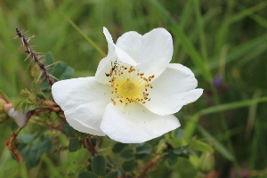  ( - EDNA22-0062635)  @11 [ ] NonCommercial ShareAlike (2023) Markus Ruhsam Royal Botanic Garden Edinburgh