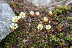  ( - EDNA21-0061086)  @11 [ ] CreativeCommons Attribution NonCommercial ShareAlike (2021) Markus Ruhsam Royal Botanic Garden, Edinburgh