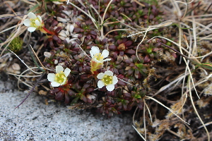  ( - EDNA21-0061086)  @11 [ ] CreativeCommons Attribution NonCommercial ShareAlike (2021) Markus Ruhsam Royal Botanic Garden, Edinburgh