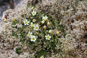  ( - EDNA21-0061086)  @11 [ ] CreativeCommons Attribution NonCommercial ShareAlike (2021) Markus Ruhsam Royal Botanic Garden, Edinburgh