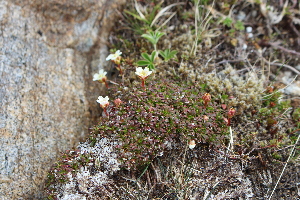  ( - EDNA21-0061086)  @11 [ ] CreativeCommons Attribution NonCommercial ShareAlike (2021) Markus Ruhsam Royal Botanic Garden, Edinburgh