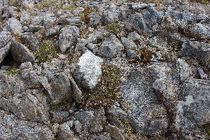  ( - EDNA21-0061086)  @11 [ ] CreativeCommons Attribution NonCommercial ShareAlike (2021) Markus Ruhsam Royal Botanic Garden, Edinburgh