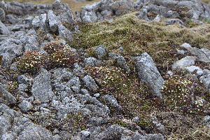  ( - EDNA21-0061086)  @11 [ ] CreativeCommons Attribution NonCommercial ShareAlike (2021) Markus Ruhsam Royal Botanic Garden, Edinburgh