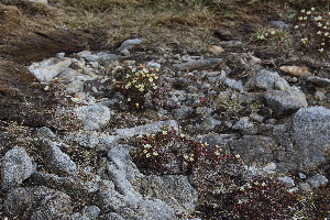  ( - EDNA21-0061086)  @11 [ ] CreativeCommons Attribution NonCommercial ShareAlike (2021) Markus Ruhsam Royal Botanic Garden, Edinburgh