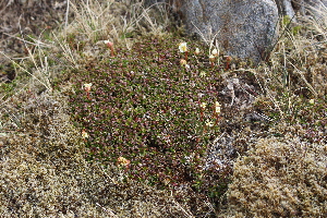  (Diapensia lapponica - EDNA21-0061086)  @11 [ ] CreativeCommons Attribution NonCommercial ShareAlike (2021) Markus Ruhsam Royal Botanic Garden, Edinburgh