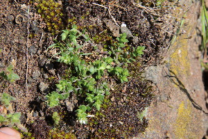  (Arenaria serpyllifolia - EDNA23-0064519)  @11 [ ] CreativeCommons  Attribution Non-Commercial Share-Alike (2023) Markus Ruhsam Royal botanic Garden Edinburgh
