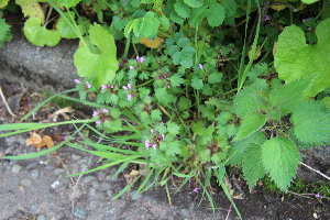  (Lamium hybridum - EDNA23-0064522)  @11 [ ] CreativeCommons  Attribution Non-Commercial Share-Alike (2023) Markus Ruhsam Royal botanic Garden Edinburgh