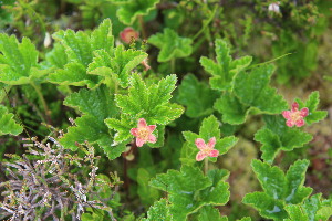  (Rubus chamaemorus - EDNA23-0064604)  @11 [ ] CreativeCommons  Attribution Non-Commercial Share-Alike (2023) Markus Ruhsam Royal botanic Garden Edinburgh