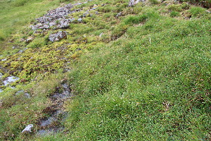 ( - EDNA23-0064954)  @11 [ ] NonCommercial ShareAlike (2023) Markus Ruhsam Royal Botanic Garden Edinburgh
