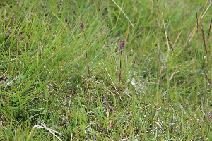  ( - EDNA23-0064955)  @11 [ ] NonCommercial ShareAlike (2023) Markus Ruhsam Royal Botanic Garden Edinburgh
