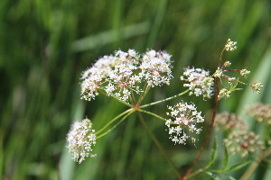  ( - EDNA23-0064958)  @11 [ ] NonCommercial ShareAlike (2023) Markus Ruhsam Royal Botanic Garden Edinburgh