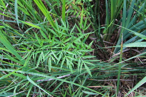  ( - EDNA23-0064958)  @11 [ ] NonCommercial ShareAlike (2023) Markus Ruhsam Royal Botanic Garden Edinburgh