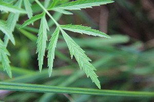  ( - EDNA23-0064958)  @11 [ ] NonCommercial ShareAlike (2023) Markus Ruhsam Royal Botanic Garden Edinburgh