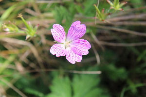  (Geranium versicolor - EDNA23-0064968)  @11 [ ] NonCommercial ShareAlike (2023) Markus Ruhsam Royal Botanic Garden Edinburgh