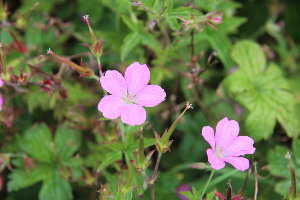  (Geranium - EDNA23-0064969)  @11 [ ] NonCommercial ShareAlike (2023) Markus Ruhsam Royal Botanic Garden Edinburgh