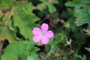  ( - EDNA23-0064969)  @11 [ ] NonCommercial ShareAlike (2023) Markus Ruhsam Royal Botanic Garden Edinburgh