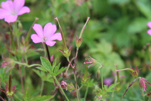  ( - EDNA23-0064969)  @11 [ ] NonCommercial ShareAlike (2023) Markus Ruhsam Royal Botanic Garden Edinburgh