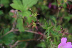  ( - EDNA23-0064969)  @11 [ ] NonCommercial ShareAlike (2023) Markus Ruhsam Royal Botanic Garden Edinburgh