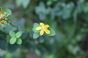  ( - EDNA23-0064975)  @11 [ ] NonCommercial ShareAlike (2023) Markus Ruhsam Royal Botanic Garden Edinburgh