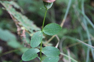  ( - EDNA23-0064975)  @11 [ ] NonCommercial ShareAlike (2023) Markus Ruhsam Royal Botanic Garden Edinburgh