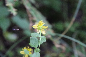  ( - EDNA23-0064975)  @11 [ ] NonCommercial ShareAlike (2023) Markus Ruhsam Royal Botanic Garden Edinburgh