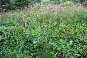  ( - EDNA23-0064980)  @11 [ ] NonCommercial ShareAlike (2023) Markus Ruhsam Royal Botanic Garden Edinburgh