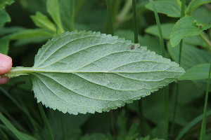  ( - EDNA23-0064980)  @11 [ ] NonCommercial ShareAlike (2023) Markus Ruhsam Royal Botanic Garden Edinburgh