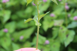  (Persicaria nepalensis - EDNA23-0064986)  @11 [ ] NonCommercial ShareAlike (2023) Markus Ruhsam Royal Botanic Garden Edinburgh
