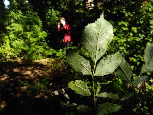  ( - EDNA20-0060098)  @11 [ ] CreativeCommons Attribution NonCommercial ShareAlike (2021) Zoe Goodwin Royal Botanic Garden, Edinburgh