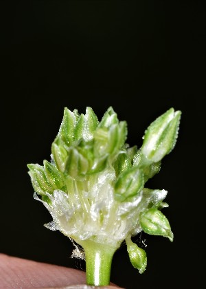  (Allium scorodoprasum - EDNA23-0064698)  @11 [ ] CreativeCommons - Attribution Share-Alike (2023) Jose Ignacio Marquez-Corro Royal Botanic Gardens, Kew